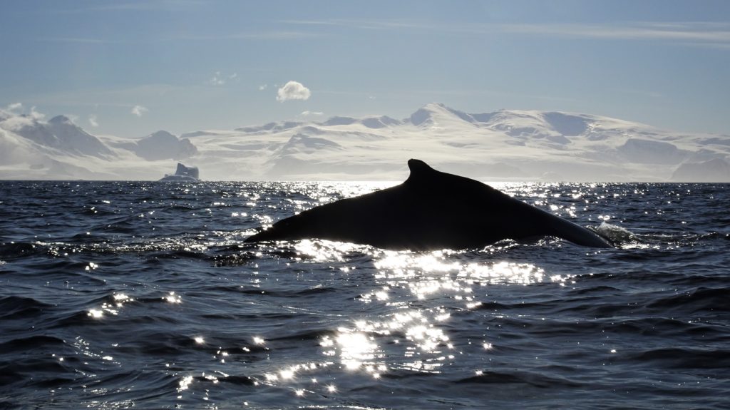 Humpback whale