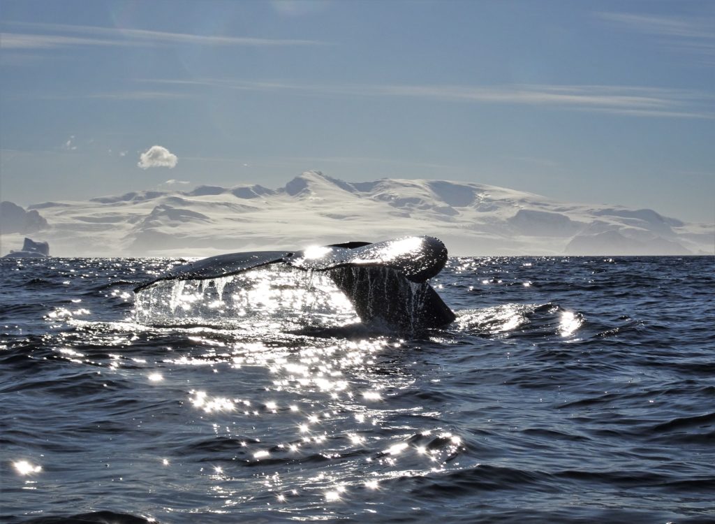 Humpback whale diving