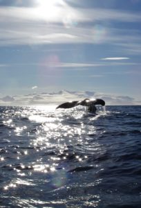 Humpback whale fluke