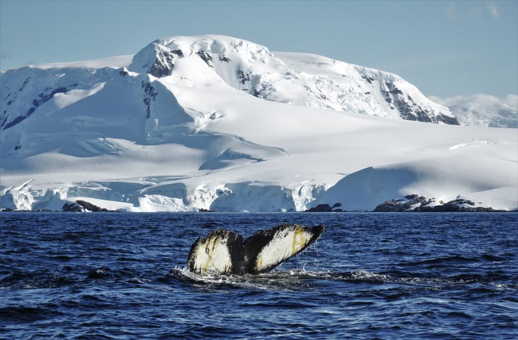 Humpback whale fluke