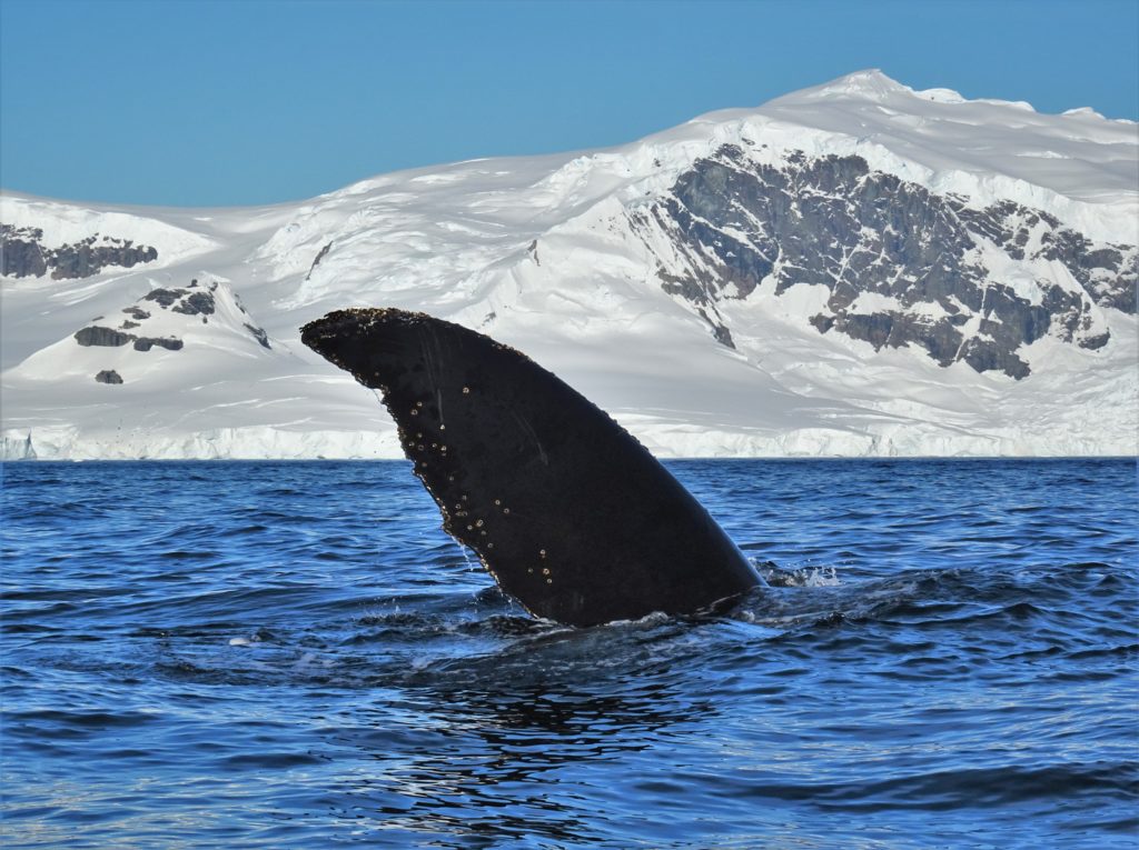 Humpback whale flipper