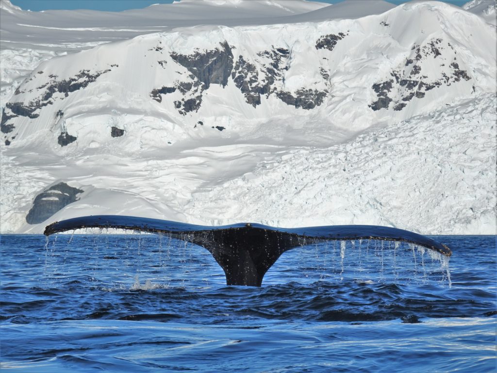 Humpback whale fluke