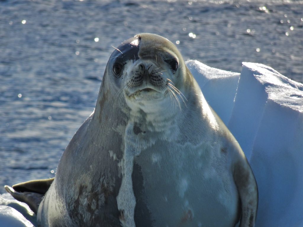 Seal watching