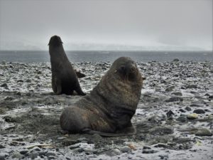 Fur seals on Half Moon Island