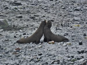 Aggressive Fur seals on Half Moon Island
