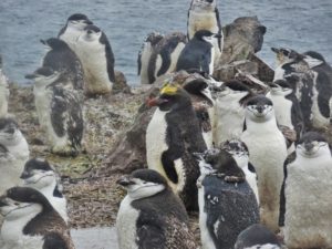 Macaroni penguin amid the Chinstrap colony