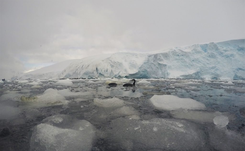 Cormorants in the icy sea