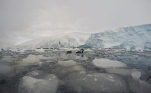 Cormorants in the icy sea