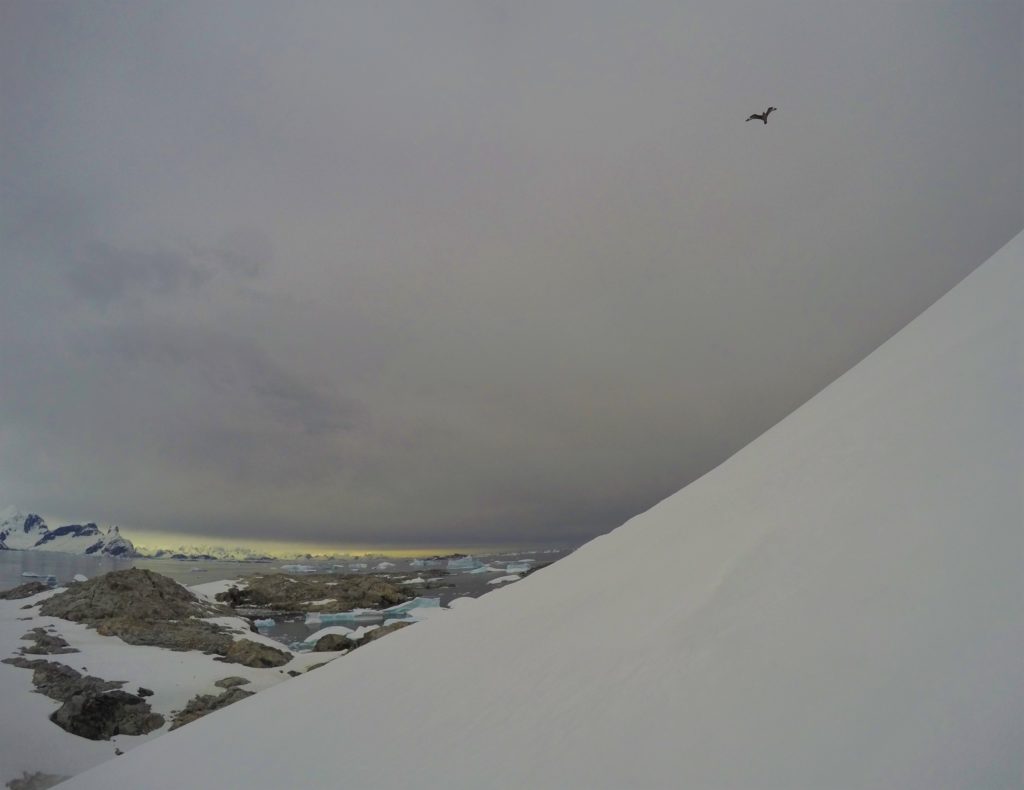 Bird flying high over Petermann Island