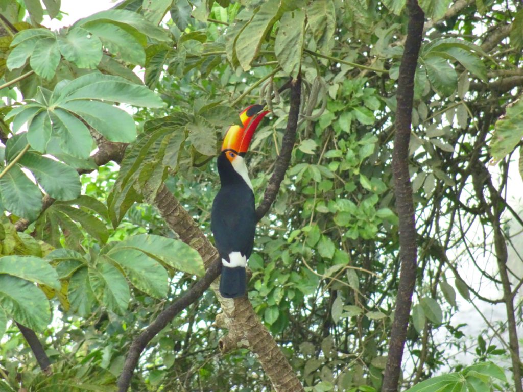 Toucan in the trees