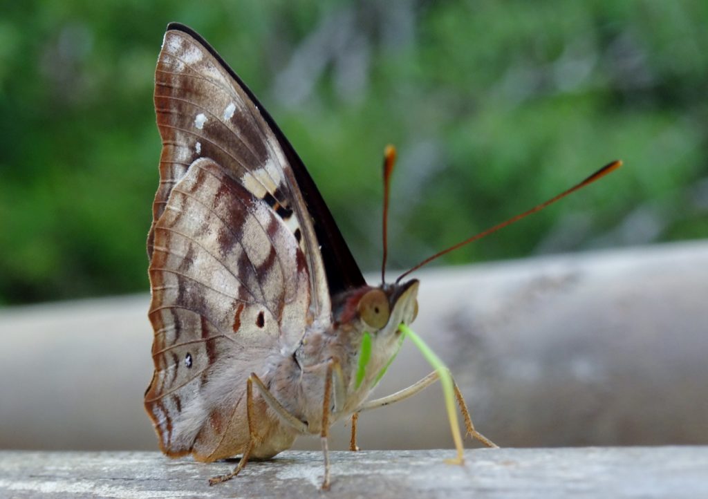 Local wildlife around the walkways