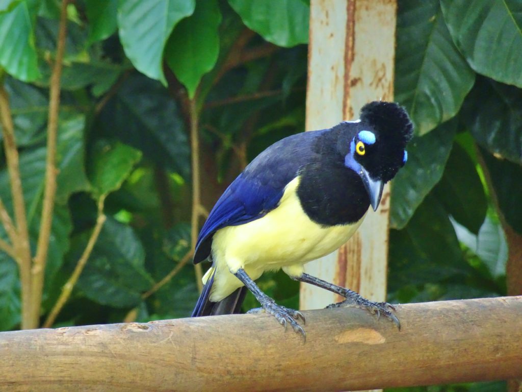 A Plush Crested Jay