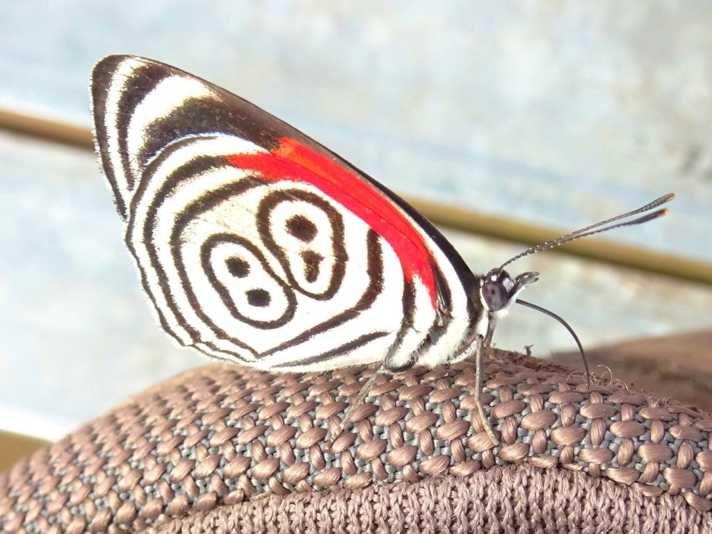 A butterfly resting on Chris's shoe