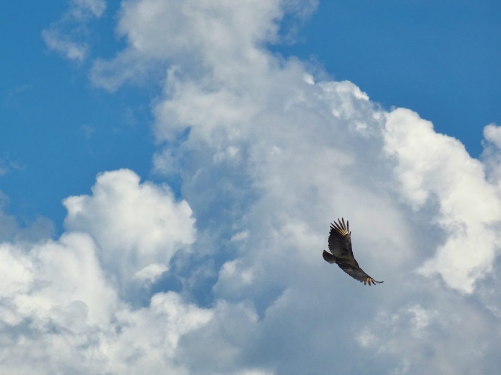 Majestic bird soaring over the waterfalls