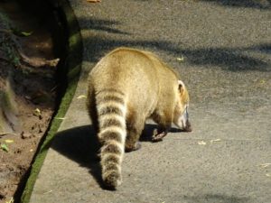 Cute-looking but vicious Coati