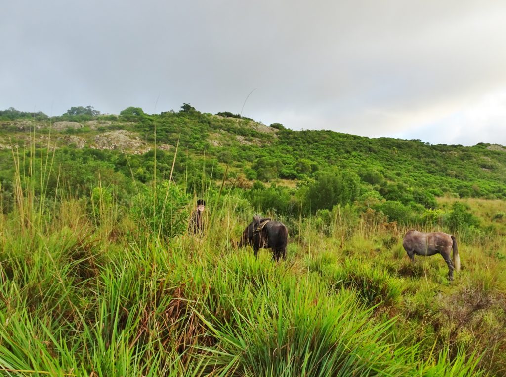 VIsiting the rest of Lucie's horses on the estancia