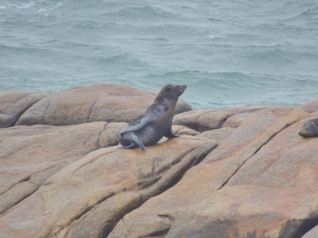 A seal on the rocks at Cabo