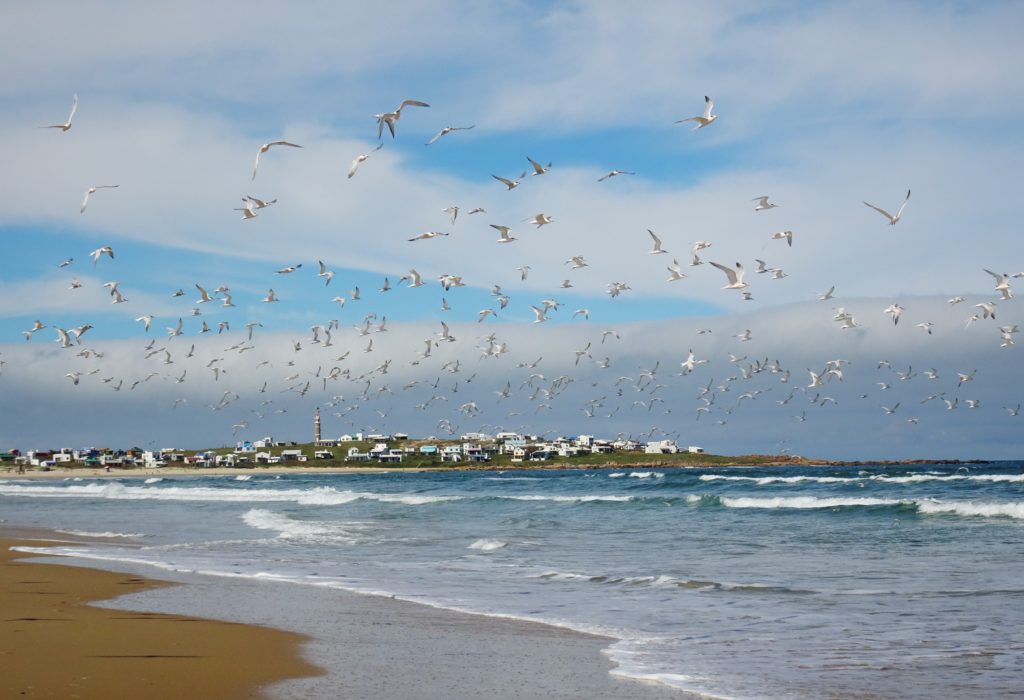 Birds taking flight over the sea by Cabo Polonio
