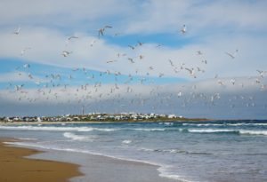 Birds taking flight over the sea by Cabo Polonio