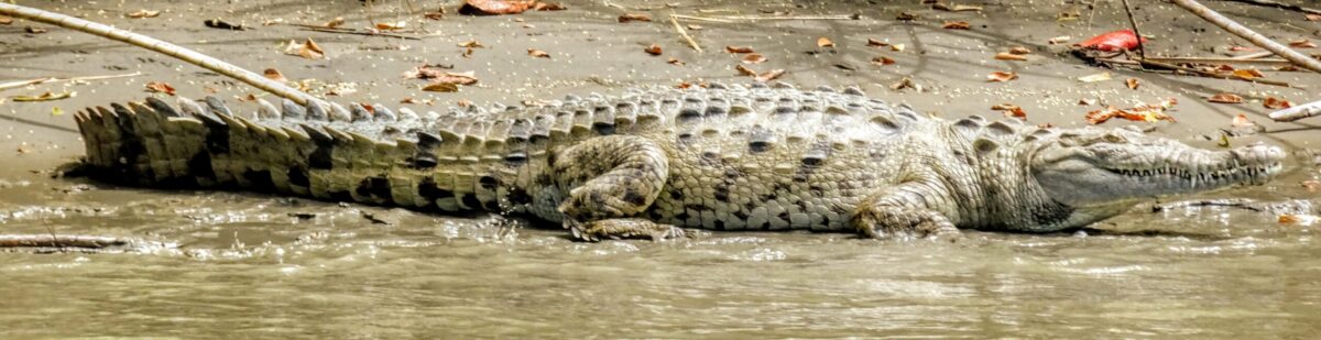 Wildlife in the wetlands of Tortuguero